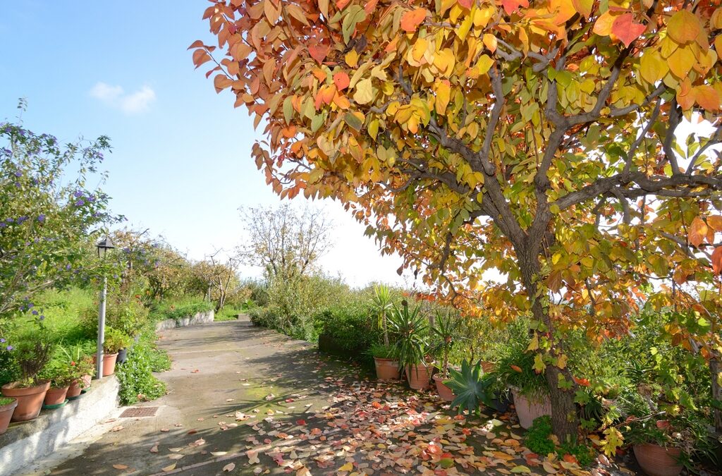 bed-breakfast-etna-dimora-dell-etna-milo-viale-ingresso